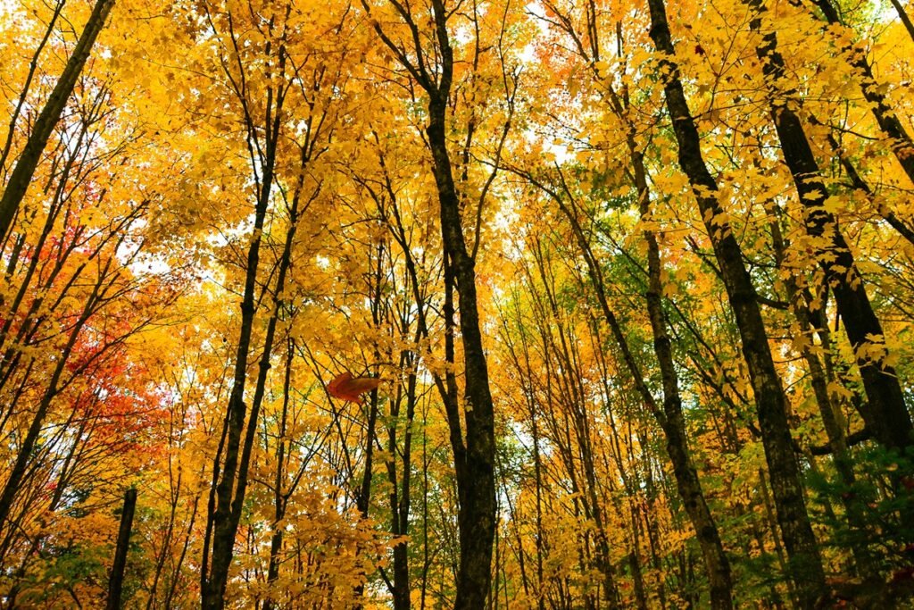 fall colors in quebec - pack and jet